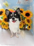 Dogsalon Ease(ɥå󥤡)
