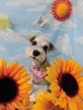 Dogsalon Ease(ɥå󥤡)