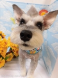 Dogsalon Ease(ɥå󥤡)
