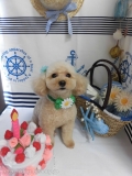 Dogsalon Ease(ɥå󥤡)