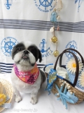 Dogsalon Ease(ɥå󥤡)