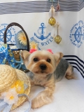 Dogsalon Ease(ɥå󥤡)