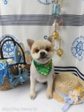 Dogsalon Ease(ɥå󥤡)