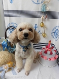 Dogsalon Ease(ɥå󥤡)