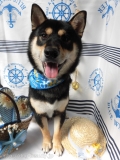 Dogsalon Ease(ɥå󥤡)