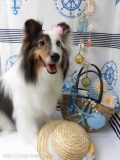Dogsalon Ease(ɥå󥤡)