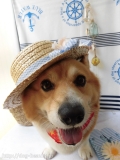 Dogsalon Ease(ɥå󥤡)