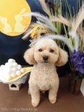 Dogsalon Ease(ɥå󥤡)