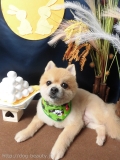 Dogsalon Ease(ɥå󥤡)