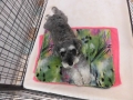 Dogsalon Ease(ɥå󥤡)