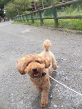 Dogsalon Ease(ɥå󥤡)