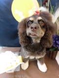Dogsalon Ease(ɥå󥤡)
