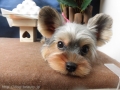 Dogsalon Ease(ɥå󥤡)