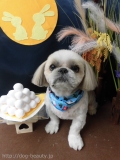 Dogsalon Ease(ɥå󥤡)
