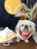 Dogsalon Ease(ɥå󥤡)