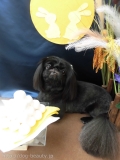 Dogsalon Ease(ɥå󥤡)