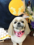 Dogsalon Ease(ɥå󥤡)