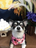Dogsalon Ease(ɥå󥤡)