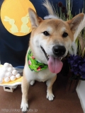 Dogsalon Ease(ɥå󥤡)