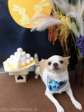 Dogsalon Ease(ɥå󥤡)