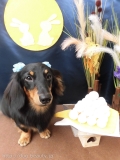 Dogsalon Ease(ɥå󥤡)