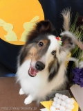 Dogsalon Ease(ɥå󥤡)