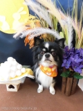 Dogsalon Ease(ɥå󥤡)