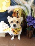 Dogsalon Ease(ɥå󥤡)