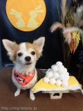 Dogsalon Ease(ɥå󥤡)