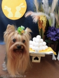 Dogsalon Ease(ɥå󥤡)