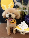 Dogsalon Ease(ɥå󥤡)