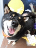 Dogsalon Ease(ɥå󥤡)