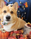 Dogsalon Ease(ɥå󥤡)