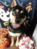 Dogsalon Ease(ɥå󥤡)
