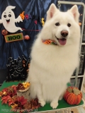 Dogsalon Ease(ɥå󥤡)