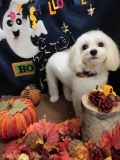 Dogsalon Ease(ɥå󥤡)
