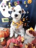 Dogsalon Ease(ɥå󥤡)
