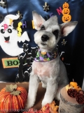 Dogsalon Ease(ɥå󥤡)
