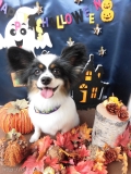 Dogsalon Ease(ɥå󥤡)