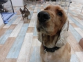 Dogsalon Ease(ɥå󥤡)