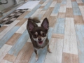 Dogsalon Ease(ɥå󥤡)
