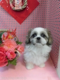 Dogsalon Ease(ɥå󥤡)