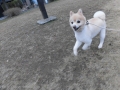 Dogsalon Ease(ɥå󥤡)