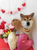 Dogsalon Ease(ɥå󥤡)