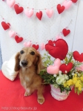 Dogsalon Ease(ɥå󥤡)