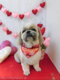 Dogsalon Ease(ɥå󥤡)