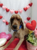 Dogsalon Ease(ɥå󥤡)