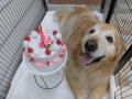 Dogsalon Ease(ɥå󥤡)