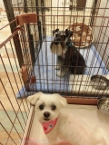 Dogsalon Ease(ɥå󥤡)
