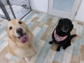 Dogsalon Ease(ɥå󥤡)